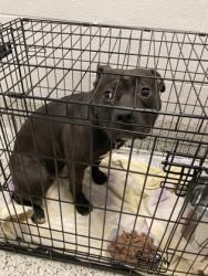 Shelter Stray Male Dog last seen Near Royal Blvd, Alpharetta,, 1251 Fulton Industrial Blvd NW, Atlanta, GA 30336, USA