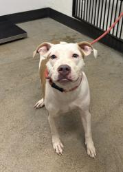 Shelter Stray Female Dog last seen Near Holborn, 4th District, OH, 9203 Detroit Ave, Cleveland, OH 44102, USA