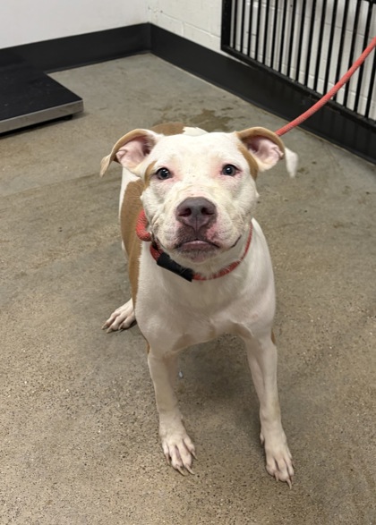 Shelter Stray Female Dog last seen Near Holborn, 4th District, OH, 9203 Detroit Ave, Cleveland, OH 44102, USA