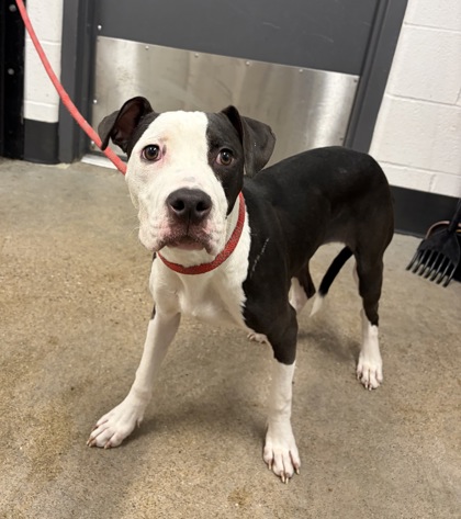 Shelter Stray Male Dog last seen Near Soika, 4th District, OH, 9203 Detroit Ave, Cleveland, OH 44102, USA