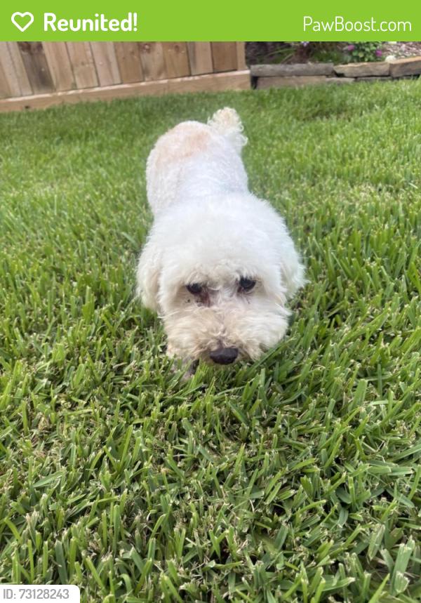 Reunited Male Dog last seen Weston Lakes, TX, Weston Lakes, TX 77441