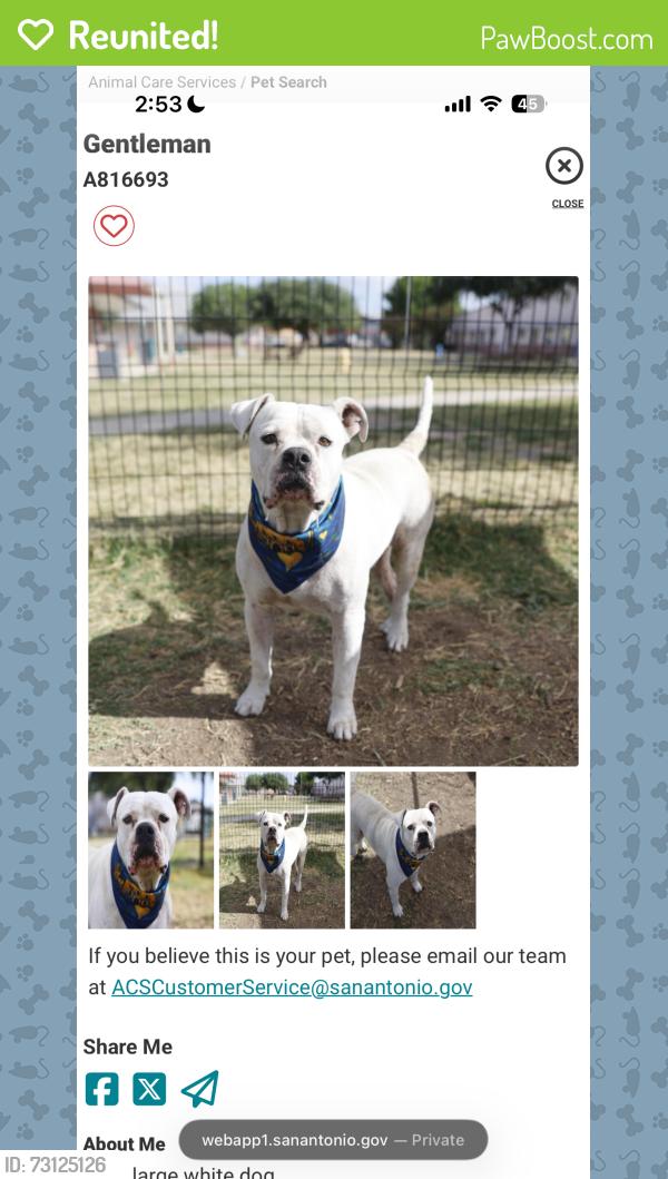 Reunited Male Dog last seen Near Muegge, San Antonio, TX 78202