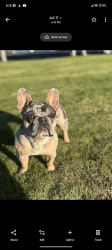 Lost Female Dog last seen Othello, Othello, WA 99344