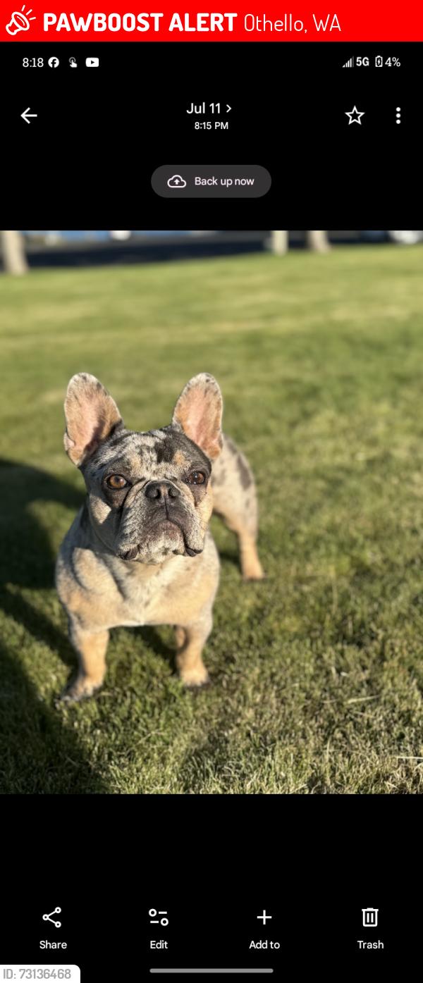 Lost Female Dog last seen Othello, Othello, WA 99344