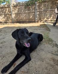 Lost Male Dog last seen Stoney Bridge & Academy, White Settlement, TX 76108