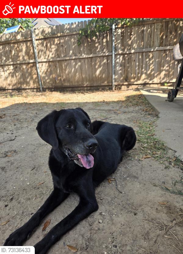 Lost Male Dog last seen Stoney Bridge & Academy, White Settlement, TX 76108