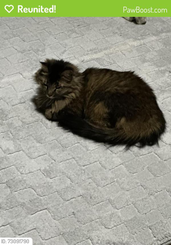Reunited Female Cat last seen Redbud Vine St, North Las Vegas, NV 89085