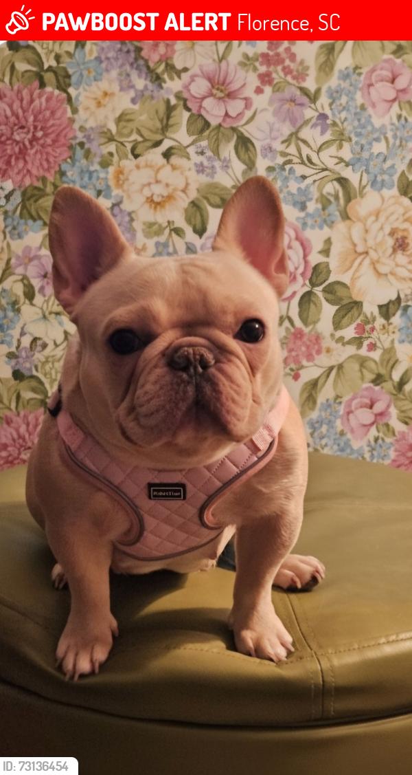 Lost Female Dog last seen Laurel Cir and Laurel Ln, Florence, SC 29506