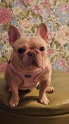 Lost Female Dog last seen Laurel Cir and Laurel Ln, Florence, SC 29506
