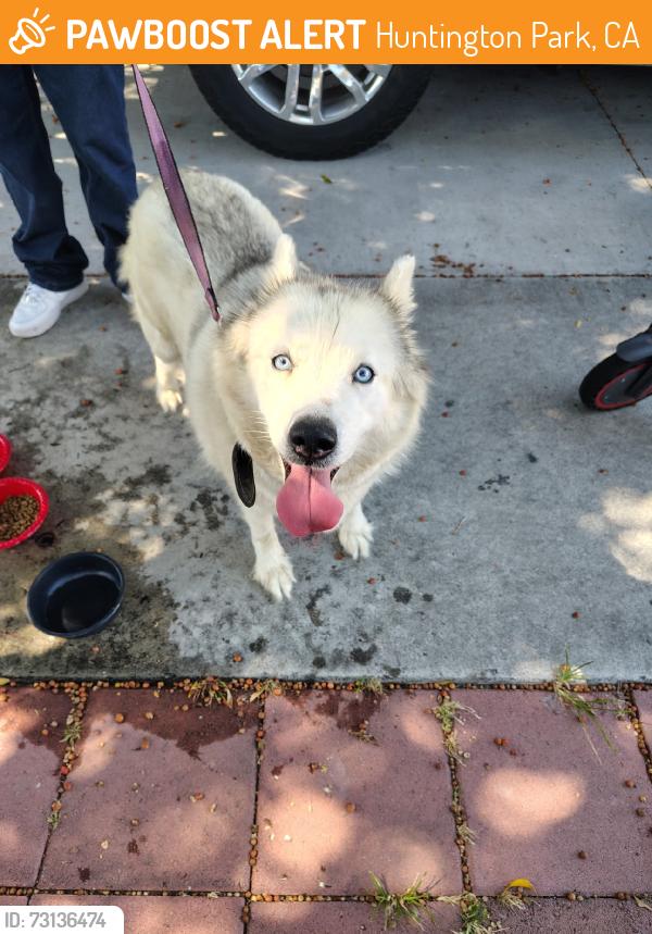 Found/Stray Female Dog last seen Gage ave, Huntington Park, CA 90255