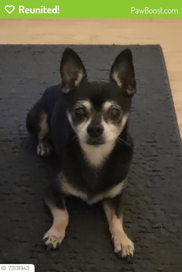 Reunited Male Dog last seen 17th and U Street, Sacramento, CA 95818