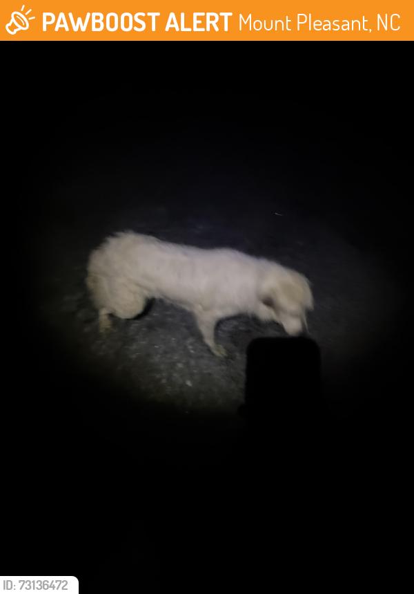 Found/Stray Male Dog last seen Private Drive/Hwy 49, Mount Pleasant, NC 28124