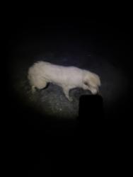 Found/Stray Male Dog last seen Private Drive/Hwy 49, Mount Pleasant, NC 28124