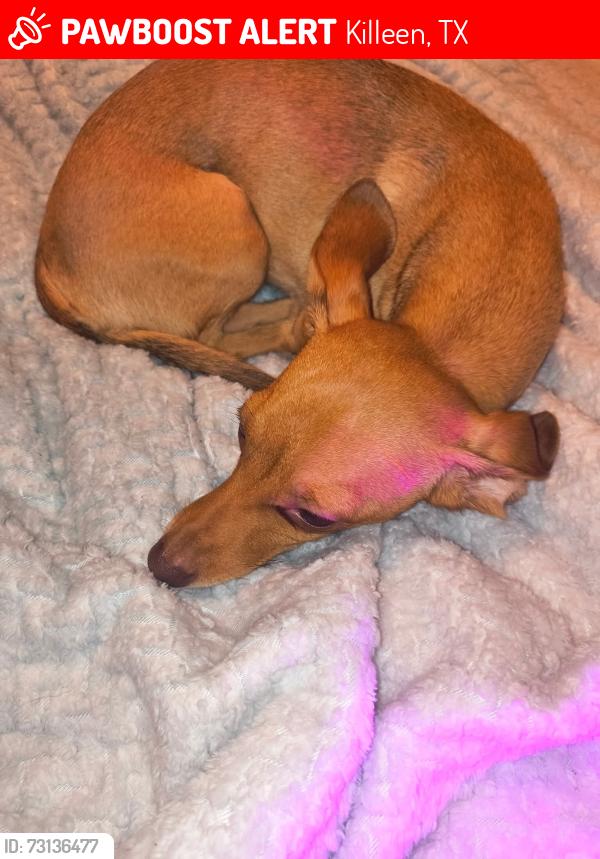 Lost Female Dog last seen Westway Circle, Killeen, TX 76549