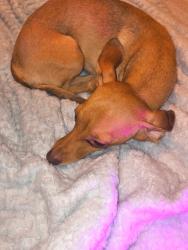 Lost Female Dog last seen Westway Circle, Killeen, TX 76549
