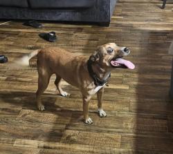 Reunited Female Dog last seen Citrus Ave, and Randall Ave., Fontana, CA 92335