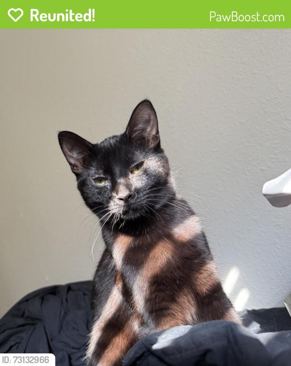 Reunited Female Cat last seen Village library, The Village, OK 73120