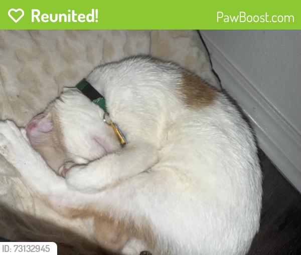 Reunited Male Cat last seen Near the village library, The Village, OK 73120