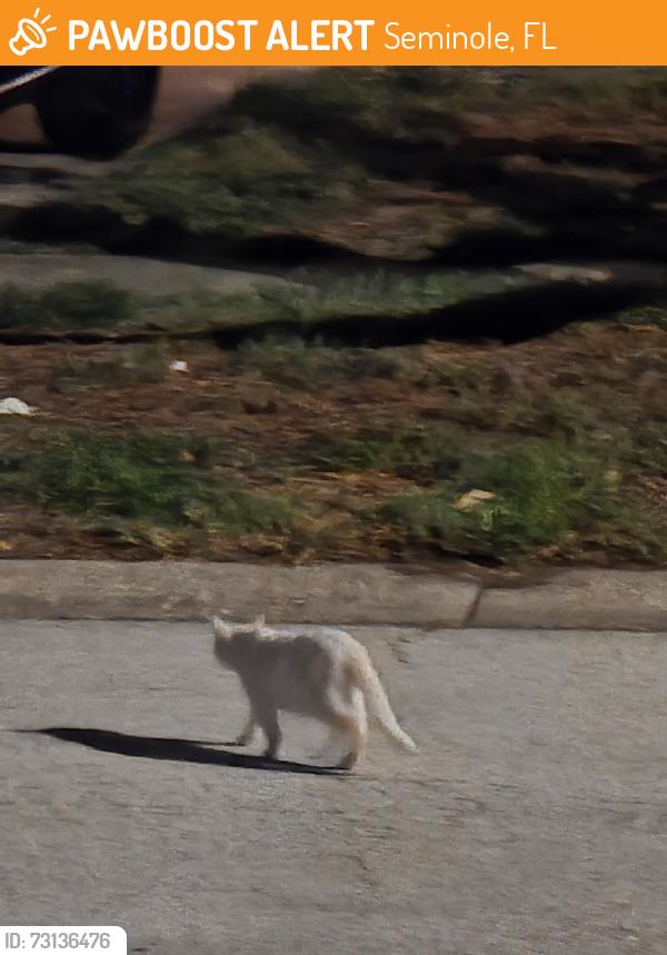 Found/Stray Unknown Cat last seen 102nd Ave n, Seminole, FL 33772