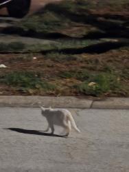 Found/Stray Unknown Cat last seen 102nd Ave n, Seminole, FL 33772