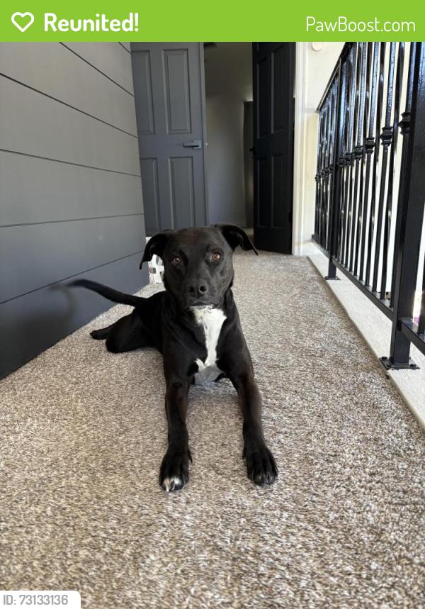 Reunited Female Dog last seen tatum and greenway, Scottsdale, AZ 85254