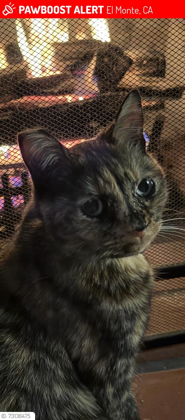 Lost Female Cat last seen Richwood avenue, El Monte, CA 91732