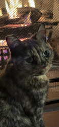Lost Female Cat last seen Richwood avenue, El Monte, CA 91732