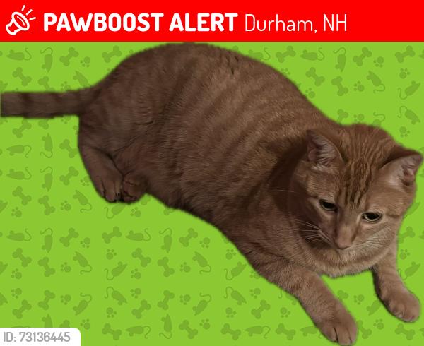 Lost Male Cat last seen Cutts Road and Ffrost Drive, Durham, NH 03824