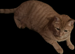 Lost Male Cat last seen Cutts Road and Ffrost Drive, Durham, NH 03824