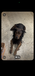 Reunited Male Dog last seen 26th street, San Antonio Heights, CA 91784