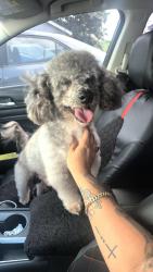 Reunited Male Dog last seen Walker ave, Bell, CA 90201