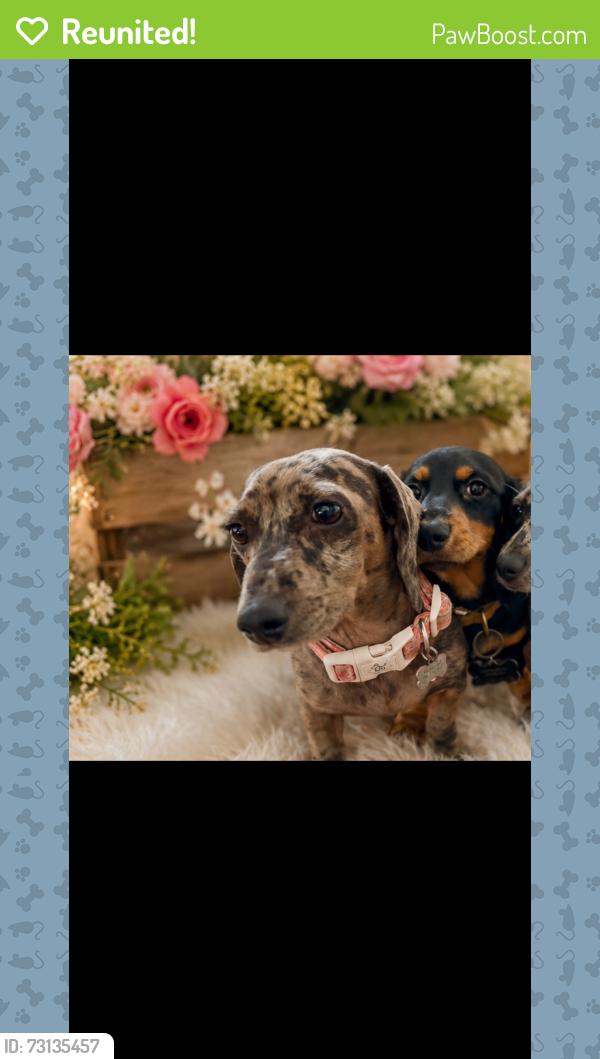 Reunited Unknown Dog last seen Enchanted Sun, San Antonio, TX 78244, USA, San Antonio, TX 78244