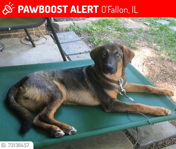 Lost Male Dog last seen Matthew Drive and Princeton Drive 62269, O'Fallon, IL 62269