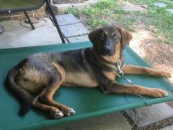 Lost Male Dog last seen Matthew Drive and Princeton Drive 62269, O'Fallon, IL 62269
