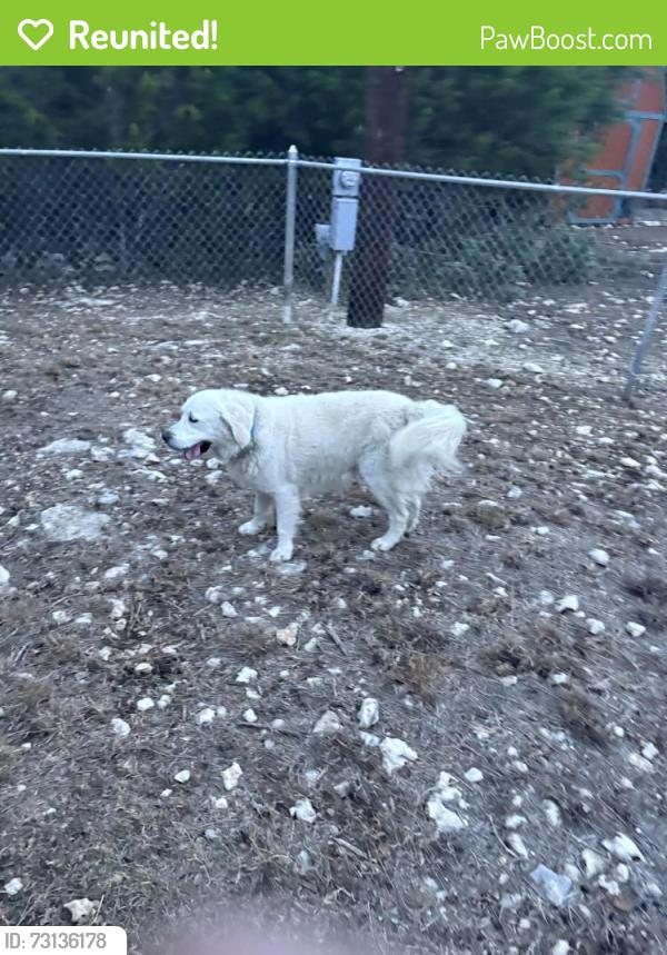 Reunited Male Dog last seen Near and Spring of Rebecca Creek, Spring Branch, TX 78070