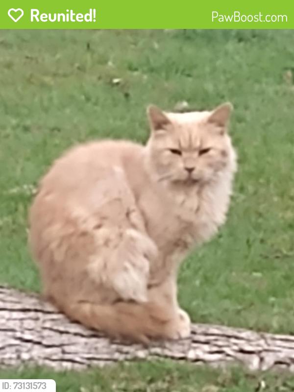 Reunited Male Cat last seen Rose Street and Park Road, Sacramento, CA 95838