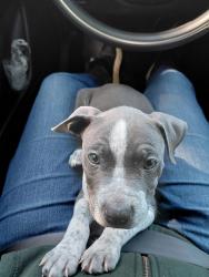 Lost Male Dog last seen Hoyne and Washington, Chicago, IL 60612