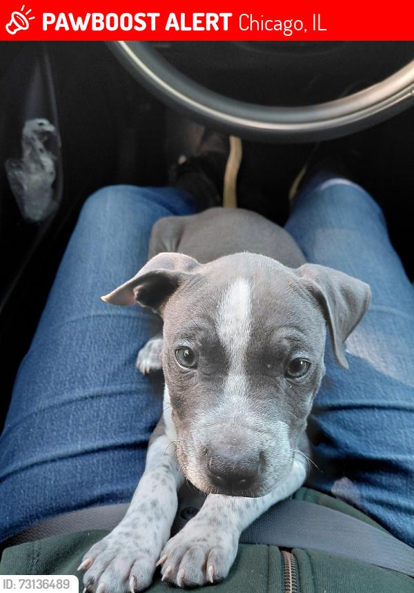 Lost Male Dog last seen Hoyne and Washington, Chicago, IL 60612