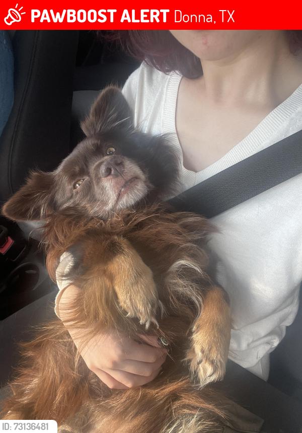 Lost Male Dog last seen N Val Verde Rd, Donna, TX 78516