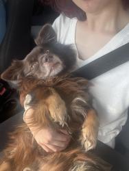 Lost Male Dog last seen N Val Verde Rd, Donna, TX 78516