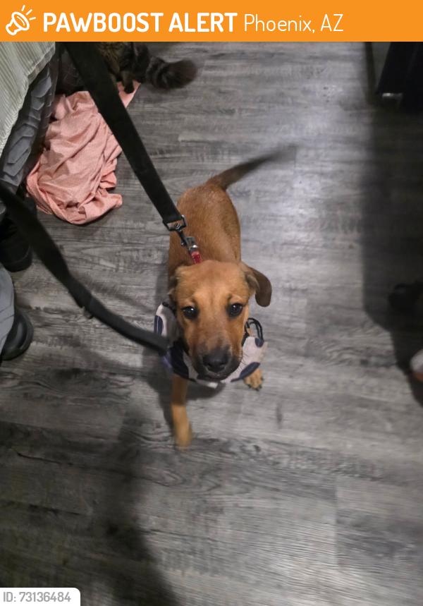 Found/Stray Female Dog last seen 67th and McDowell by circle K, Phoenix, AZ 85035