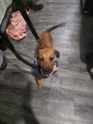Found/Stray Female Dog last seen 67th and McDowell by circle K, Phoenix, AZ 85035