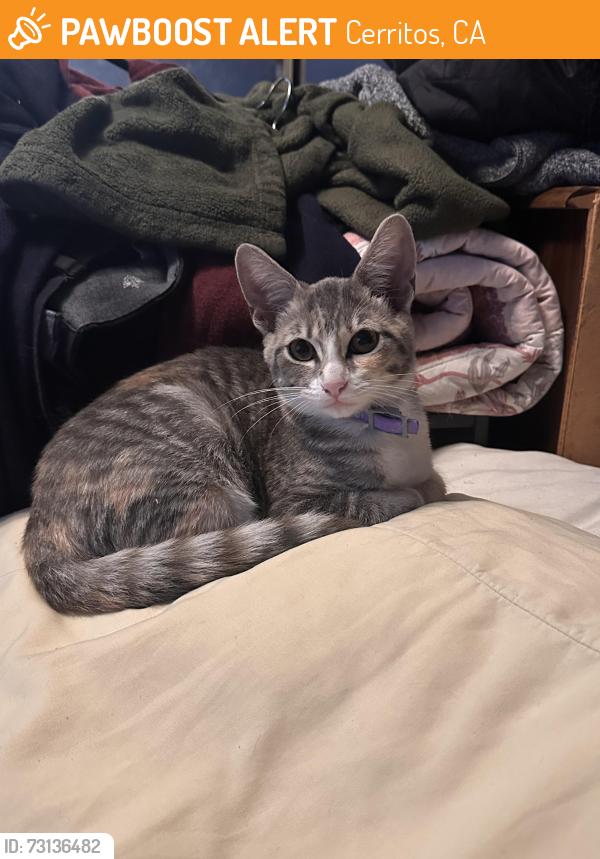 Found/Stray Female Cat last seen Bertha Street and Gridley Road, Cerritos, CA 90703