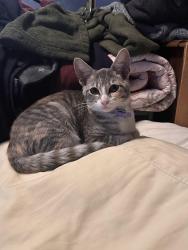 Found/Stray Female Cat last seen Bertha Street and Gridley Road, Cerritos, CA 90703