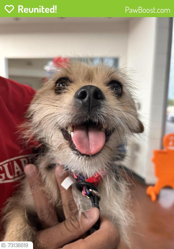 Reunited Female Dog last seen litchfield and thomas, Goodyear, AZ 85395