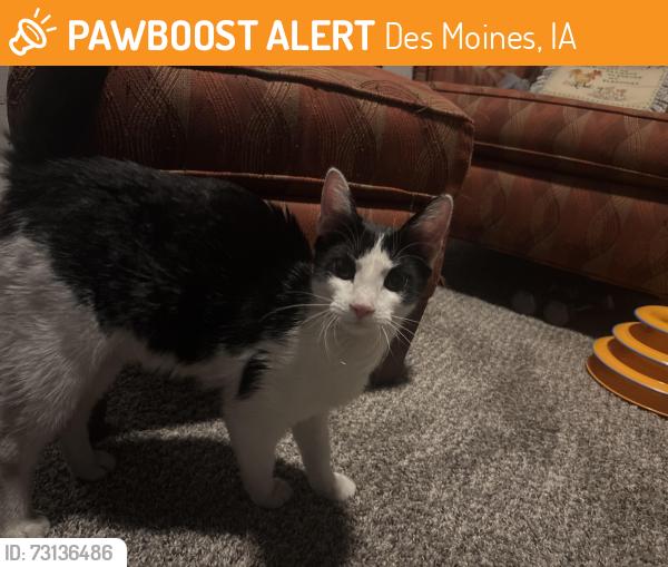 Found/Stray Unknown Cat last seen Rocket Transfer Lofts, Des Moines, IA 50309