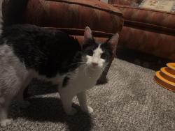 Found/Stray Unknown Cat last seen Rocket Transfer Lofts, Des Moines, IA 50309