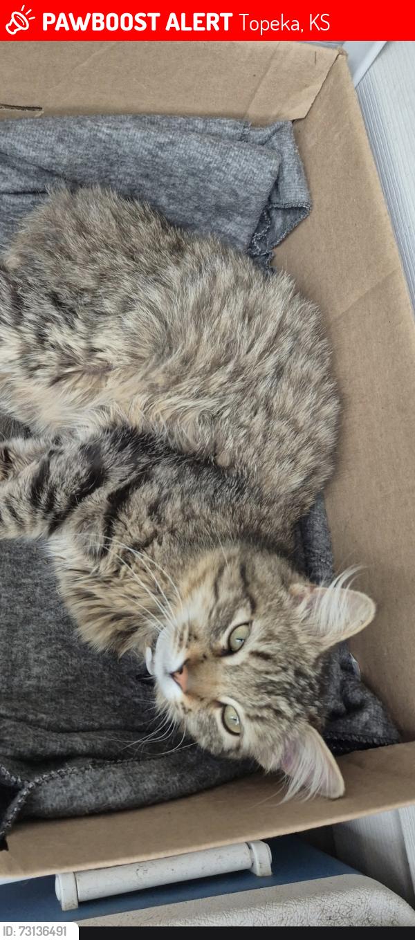 Lost Male Cat last seen 26th and fairlawn, Topeka, KS 66614
