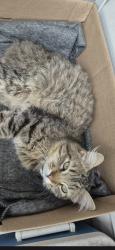 Lost Male Cat last seen 26th and fairlawn, Topeka, KS 66614