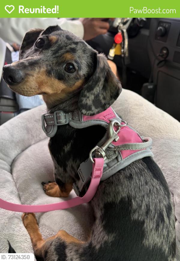 Reunited Female Dog last seen Shasta And Capulin, Colorado Springs, CO 80910